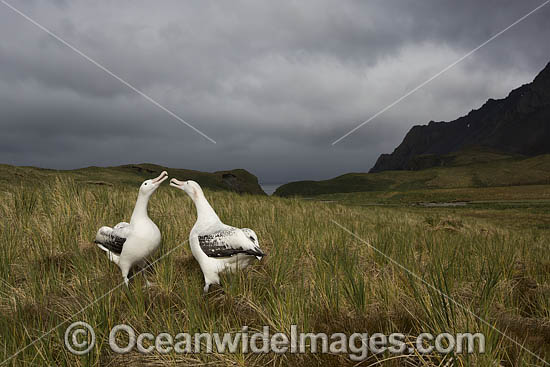 Wandering Albatross (Diomedea exulans), mating pair. South Georgia. Photo - Chris and Monique Fallows Wandering Albatross (Diomedea exulans), mating pair. South Georgia. Photo - Chris and Monique Fallows