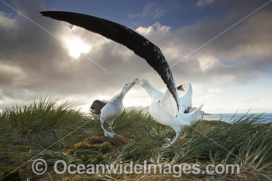 Wandering Albatross (Diomedea exulans), mating courtship display. South Georgia. Photo - Chris and Monique Fallows