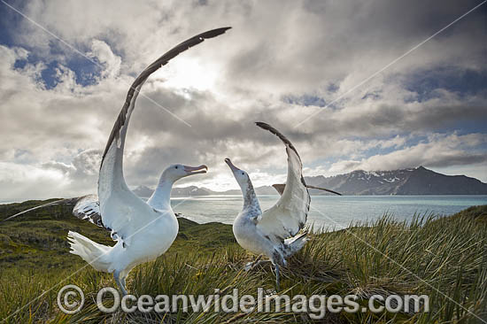 Wandering Albatross (Diomedea exulans), mating courtship display. South Georgia. Photo - Chris and Monique Fallows Wandering Albatross (Diomedea exulans), mating courtship display. South Georgia. Photo - Chris and Monique Fallows