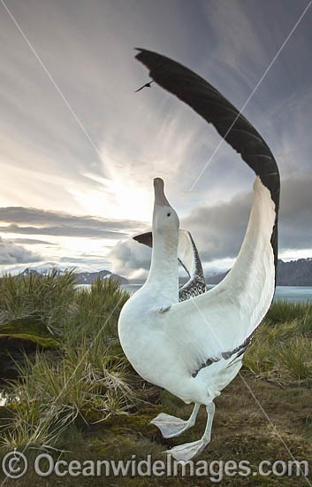 Wandering Albatross (Diomedea exulans), mating courtship display. South Georgia. Photo - Chris and Monique Fallows Wandering Albatross (Diomedea exulans), mating courtship display. South Georgia. Photo - Chris and Monique Fallows