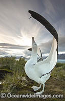 Wandering Albatross mating courtship display Photo - Chris and Monique Fallows