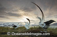 Wandering Albatross mating courtship display Photo - Chris and Monique Fallows