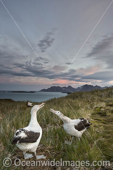 Wandering Albatross (Diomedea exulans), mating courtship display. South Georgia. Photo - Chris and Monique Fallows