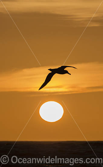 Wandering Albatross photo