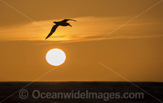 Wandering Albatross photo