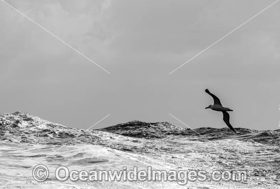 Wandering Albatross photo