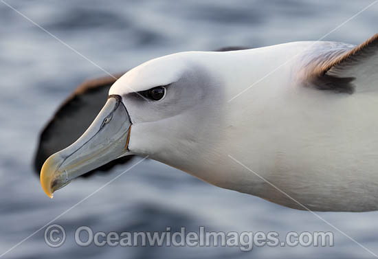 White Capped Albatross photo White Capped Albatross photo