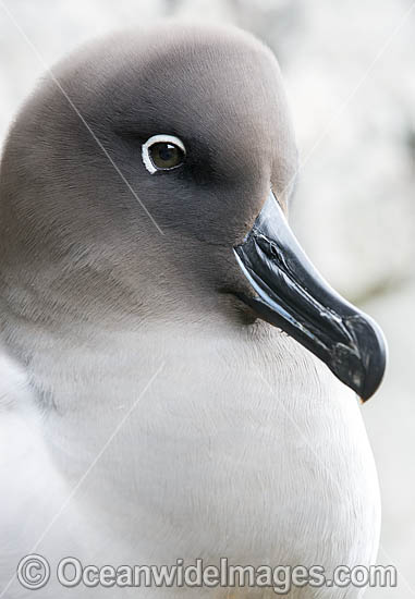 Light-mantled Albatross (Phoebetria palpebrata). Also known as the Grey-mantled Albatross and Light-mantled Sooty Albatross. South Georgia. Photo - Chris and Monique Fallows Light-mantled Albatross (Phoebetria palpebrata). Also known as the Grey-mantled Albatross and Light-mantled Sooty Albatross. South Georgia. Photo - Chris and Monique Fallows