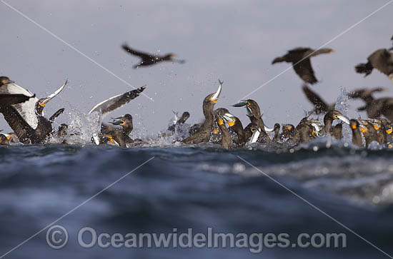 Cape Cormorant feeding on baitball photo