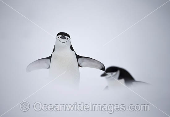 Chinstrap Penguins photo