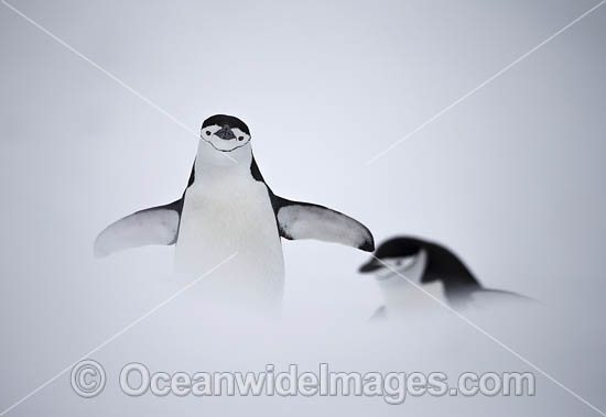 Chinstrap Penguins photo Chinstrap Penguins photo