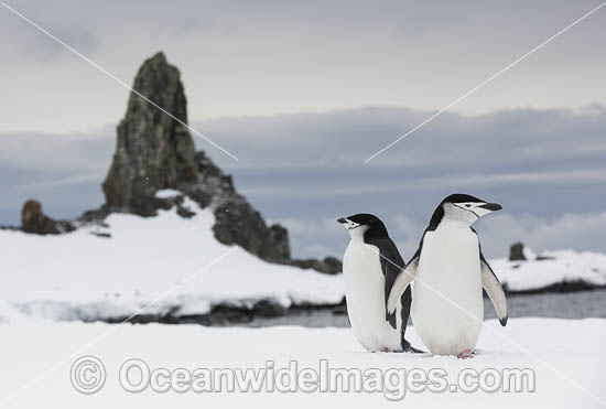 Chinstrap Penguins photo