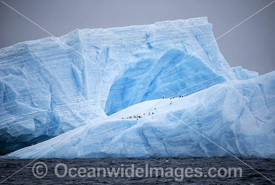 Penguins on Iceberg photo