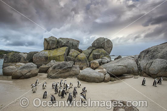 African Penguins Cape Town photo