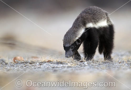 Honey Badger Namibia photo