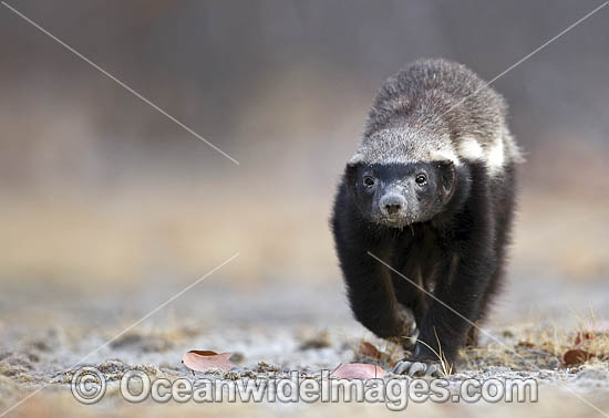 Honey Badger photo