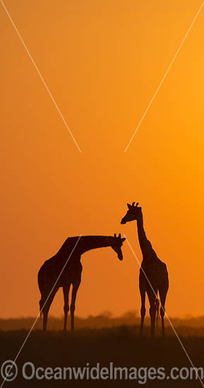 Northern Giraffe (Giraffa camelopardalis). Etosha National Park, Namibia. Photo - Chris and Monique Fallows Northern Giraffe (Giraffa camelopardalis). Etosha National Park, Namibia. Photo - Chris and Monique Fallows