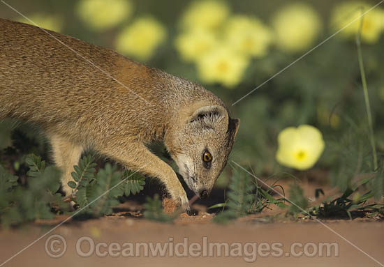 Yellow Mongoose photo