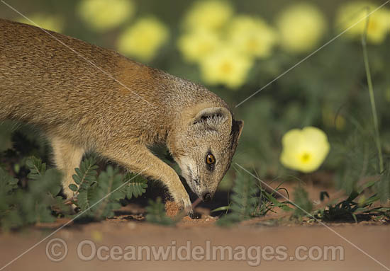 Yellow Mongoose (Cynictis penicillata). Kagalagadi National Park, South Africa. Photo - Chris and Monique Fallows Yellow Mongoose (Cynictis penicillata). Kagalagadi National Park, South Africa. Photo - Chris and Monique Fallows
