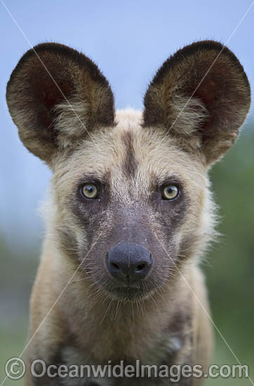 Wild Dog Botswana photo