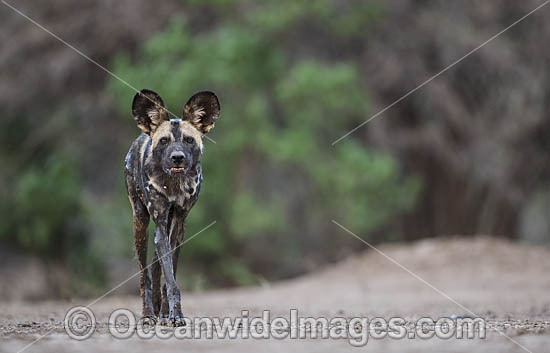 Wild Dog Zimbabwe photo