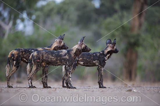 Wild Dog Zimbabwe photo