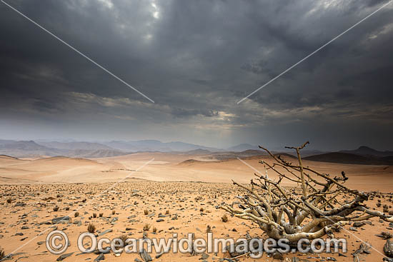 Namib Desert. Namibia. Photo - Chris and Monique Fallows