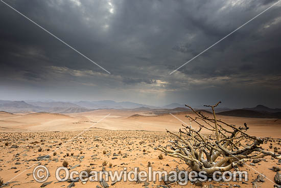 Namib Desert photo