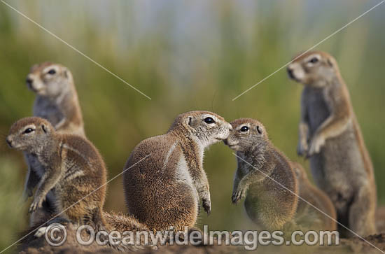 Cape Ground Squirrel (Xerus inauris). Also known as South African Ground Squirrel. Photo taken at Central Kalahari Game Reserve, Botswana. Photo - Chris and Monique Fallows Cape Ground Squirrel (Xerus inauris). Also known as South African Ground Squirrel. Photo taken at Central Kalahari Game Reserve, Botswana. Photo - Chris and Monique Fallows
