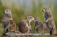 Cape Ground Squirrel Photo - Chris and Monique Fallows