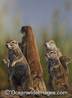 Cape Ground Squirrel Photo - Chris and Monique Fallows