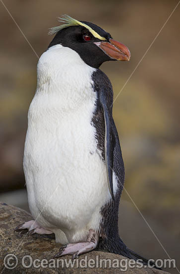 Fiordland Crested Penguin photo Fiordland Crested Penguin photo