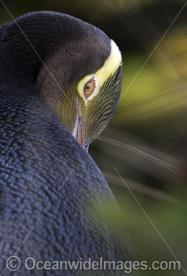 Yellow-eyed Penguin (Megadyptes antipodes). Photo taken in the South Island, New Zealand. Photo - Chris and Monique Fallows