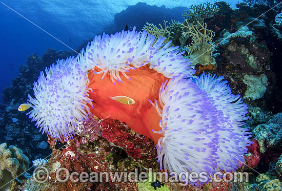 Bleached Anemone Great Barrier Reef photo