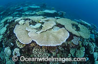 Bleached Coral Great Barrier Reef Photo - Bob Halstead
