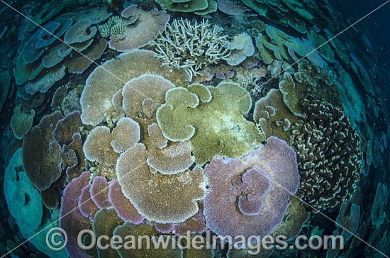 Bleached Coral Great Barrier Reef photo Bleached Coral Great Barrier Reef photo