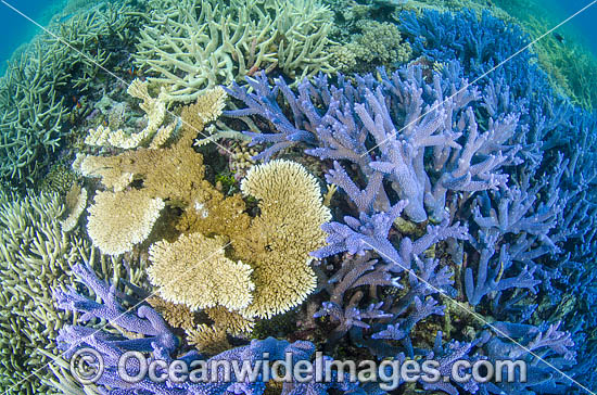 Great Barrier Reef Coral photo