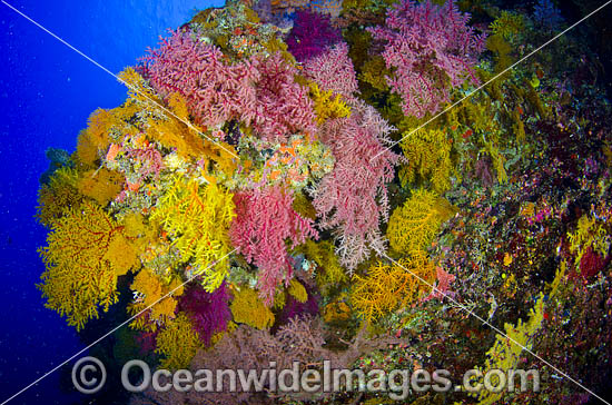 Undersea drop off covered in colourful soft corals. Osprey Reef, Great Barrier Reef, Queensland, Australia. Photo taken September 2014 Photo - Bob Halstead