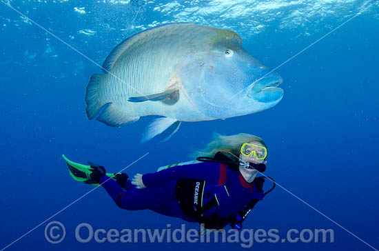 Diver observing a large Napolean Wrasse (Cheilinus undulatus) at Wally Saxon Reef, Great Barrier Reef, Queensland, Australia. Photo - Bob Halstead