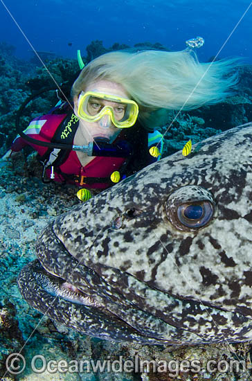 Scuba Scuba Diver observing a Potato Cod (Epinephelus tukula). Also known as Potato Grouper and Potato Groper. Photo taken at the Cod Hole, Great Barrier Reef, Queensland, Australia. Photo - Bob Halstead Scuba Scuba Diver observing a Potato Cod (Epinephelus tukula). Also known as Potato Grouper and Potato Groper. Photo taken at the Cod Hole, Great Barrier Reef, Queensland, Australia. Photo - Bob Halstead