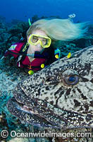 Scuba Diver with Potato Cod Photo - Bob Halstead