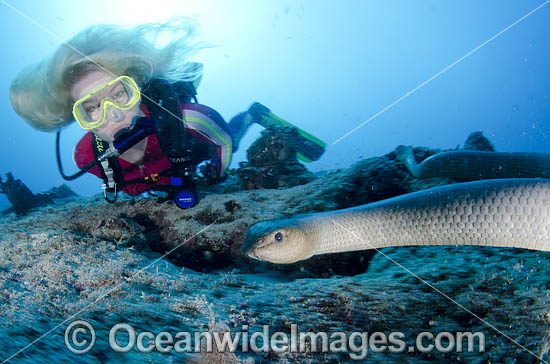 Scuba Diver observing an Olive Sea Snake (Aipysurus laevis). Also known as Golden Sea Snake. Photo taken at Lighthouse Bommie, Great Barrier Reef, Queensland, Australia. Photo - Bob Halstead Scuba Diver observing an Olive Sea Snake (Aipysurus laevis). Also known as Golden Sea Snake. Photo taken at Lighthouse Bommie, Great Barrier Reef, Queensland, Australia. Photo - Bob Halstead