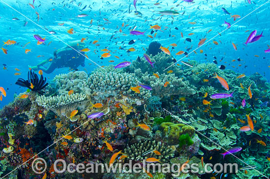 Scuba Diver and Coral reef photo