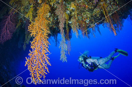 Scuba Diver and Soft Corals photo Scuba Diver and Soft Corals photo