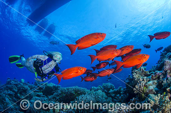 Scuba Diver and Big-eye photo Scuba Diver and Big-eye photo