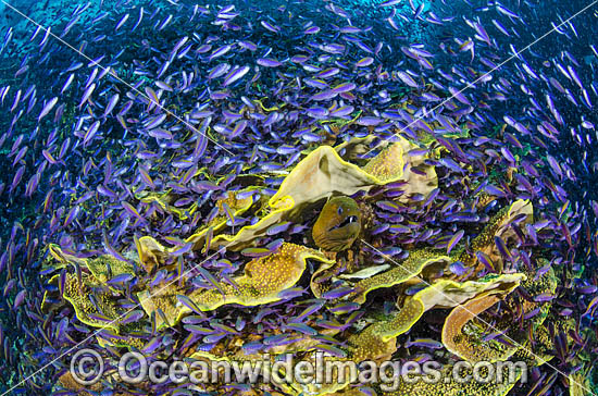 Moray Great Barrier Reef photo