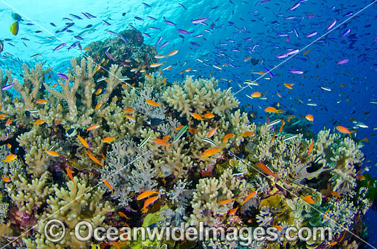 Great Barrier Reef photo