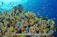 Great Barrier Reef Photo - Bob Halstead