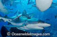Grey Reef Shark Great Barrier Reef Photo - Bob Halstead