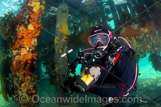 Diver photographing colourful sea sponges and seaweeds decorating the pylons under Blairgowrie Jetty. Port Phillip Bay, Mornington Peninsula, Victoria, Australia. Photo - Gary Bell Diver photographing colourful sea sponges and seaweeds decorating the pylons under Blairgowrie Jetty. Port Phillip Bay, Mornington Peninsula, Victoria, Australia. Photo - Gary Bell